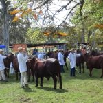 Milk tooth Charolais cross heifers sell for $1620 at Laidley | Queensland Country Life