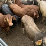 New technologies continue to emerge to measure carcase quality traits