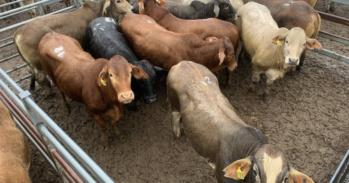 Feeder steers sell to $2080/hd at Toogoolawah | Queensland Country Life