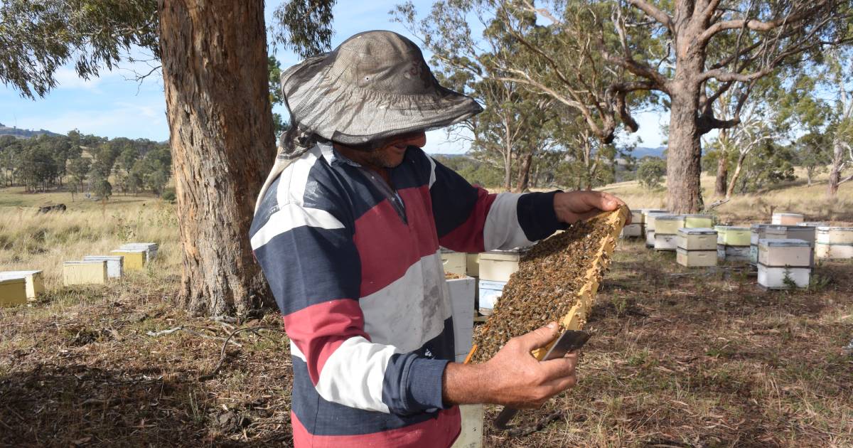 New Varroa detection near Coffs Harbour linked to the Newcastle outbreak | The Land