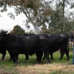 Blackall’s Marshall Baillie is only 15 but loving the shearing life | Queensland Country Life