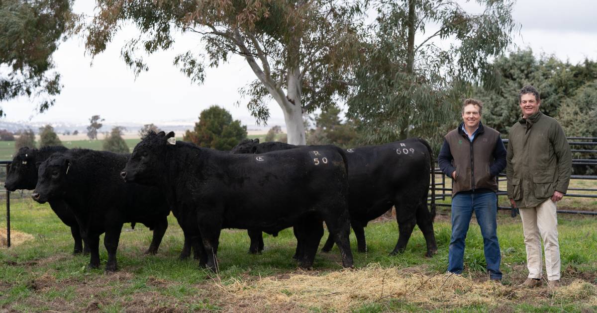 Spring bull sale drafts on show during day two of Southern Beef Week | Photos