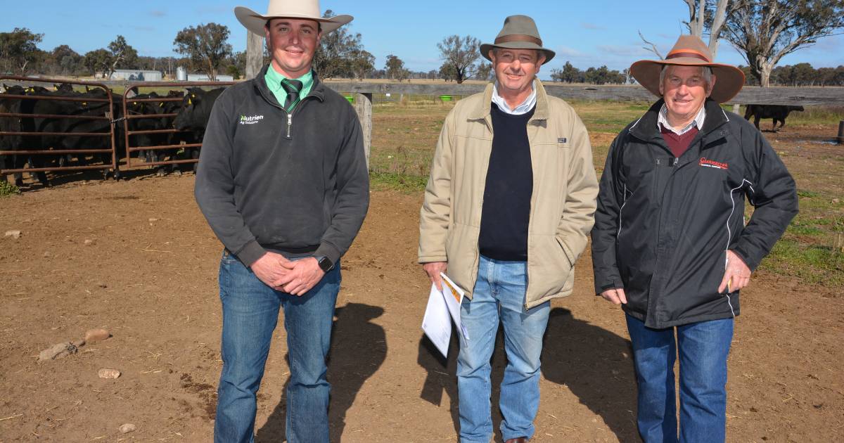 Glenwarrah Herefords and Brooksby Angus average $12,918 for 74 lots | The Land