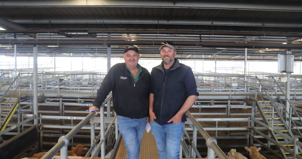 Quality at winter store cattle sale