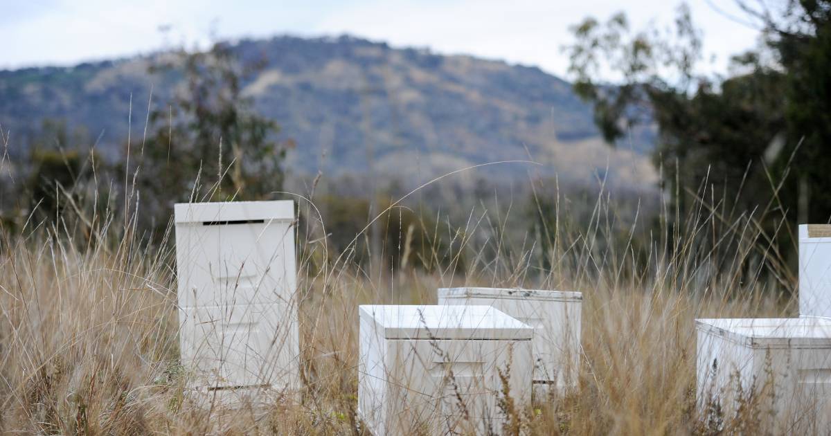 Book early to secure pollination services, growers told