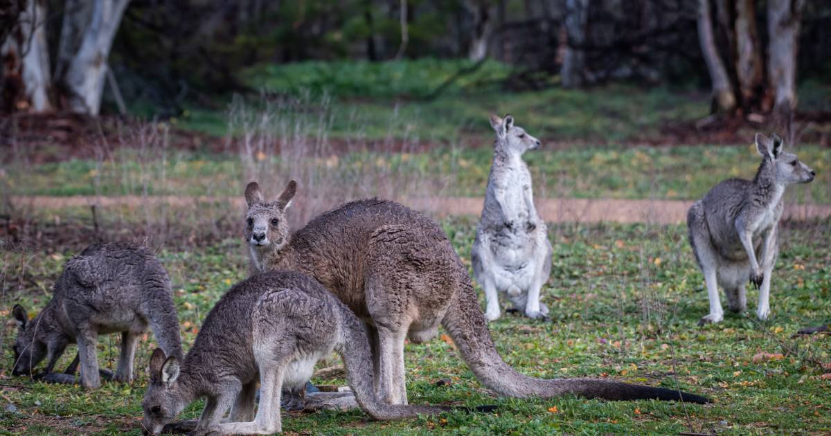 Mob of kangaroos obstructs stolen vehicle during police chase through Canberra