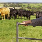 Benefits of Early Weaning Beef Calves