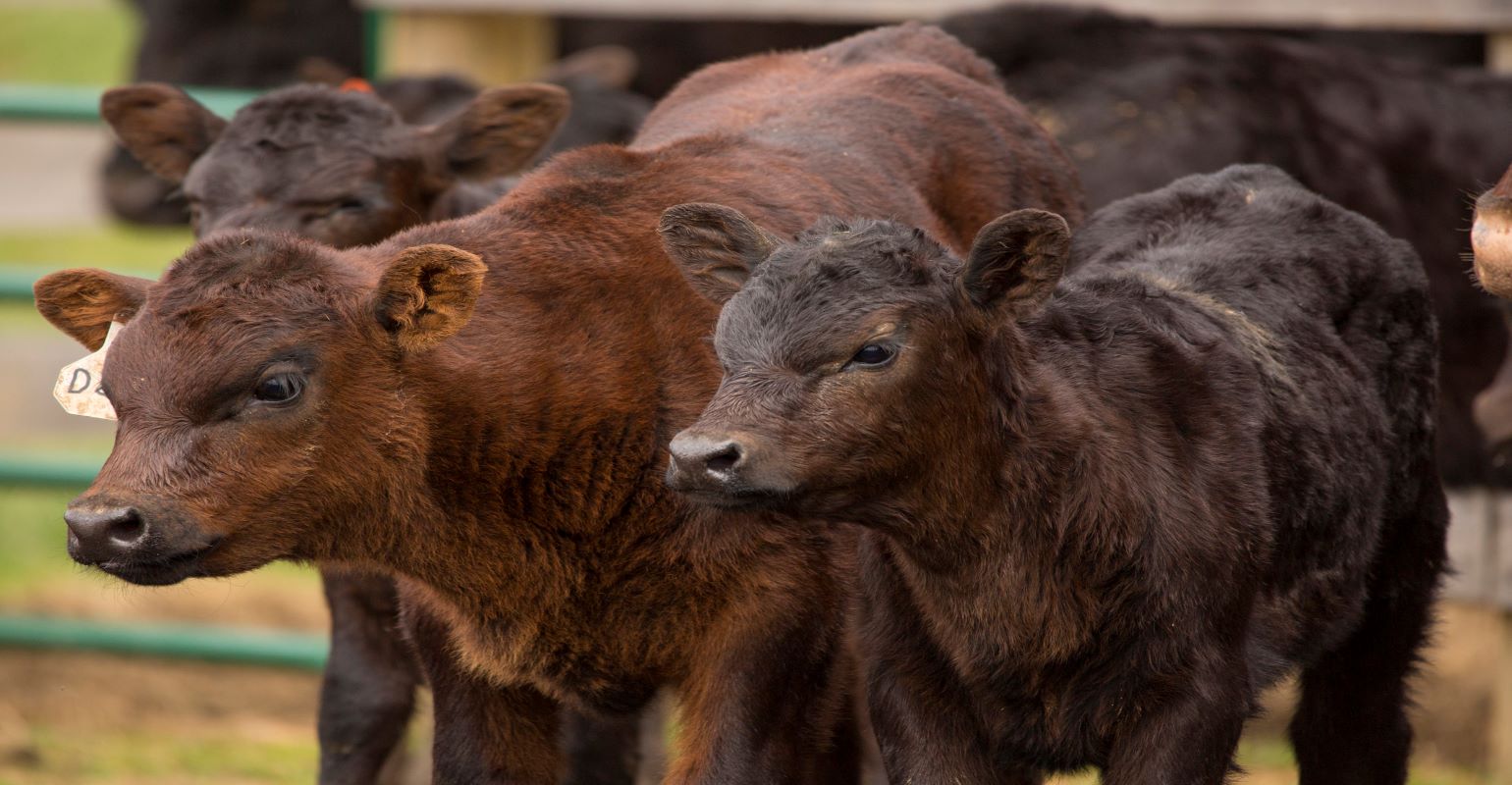 Applied Reproductive strategies in beef cattle workshop planned