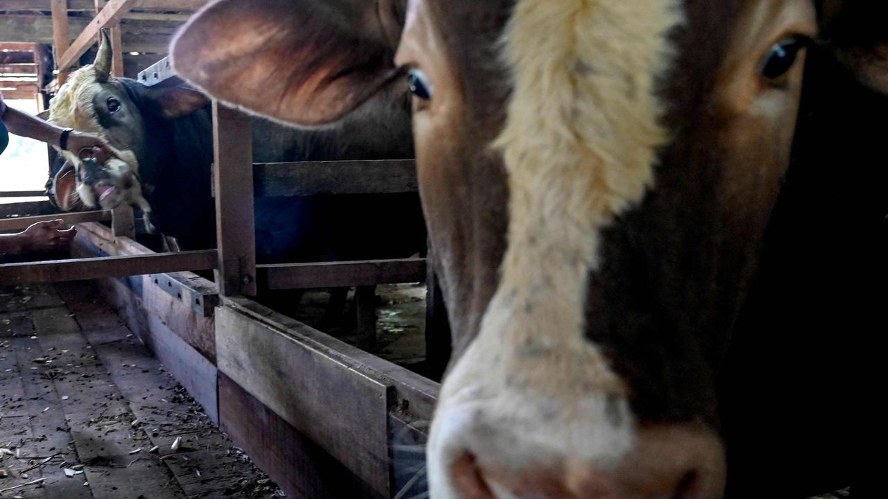 Murray Watt: Foot and mouth disease fragments detected at Australian border