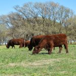 Smaller Beef Export Markets Growing