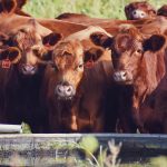 Work Begins on $19 Million Research Project on Cattle Grazing