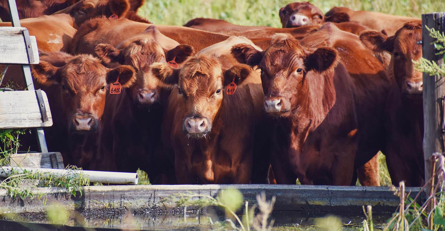 Supplementing Yearlings in the Summer Grazing Season: Is it Worth it?