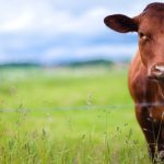 Supplementing Yearlings in the Summer Grazing Season: Is it Worth it?