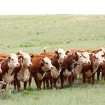 Two agencies working together to preserve working grasslands