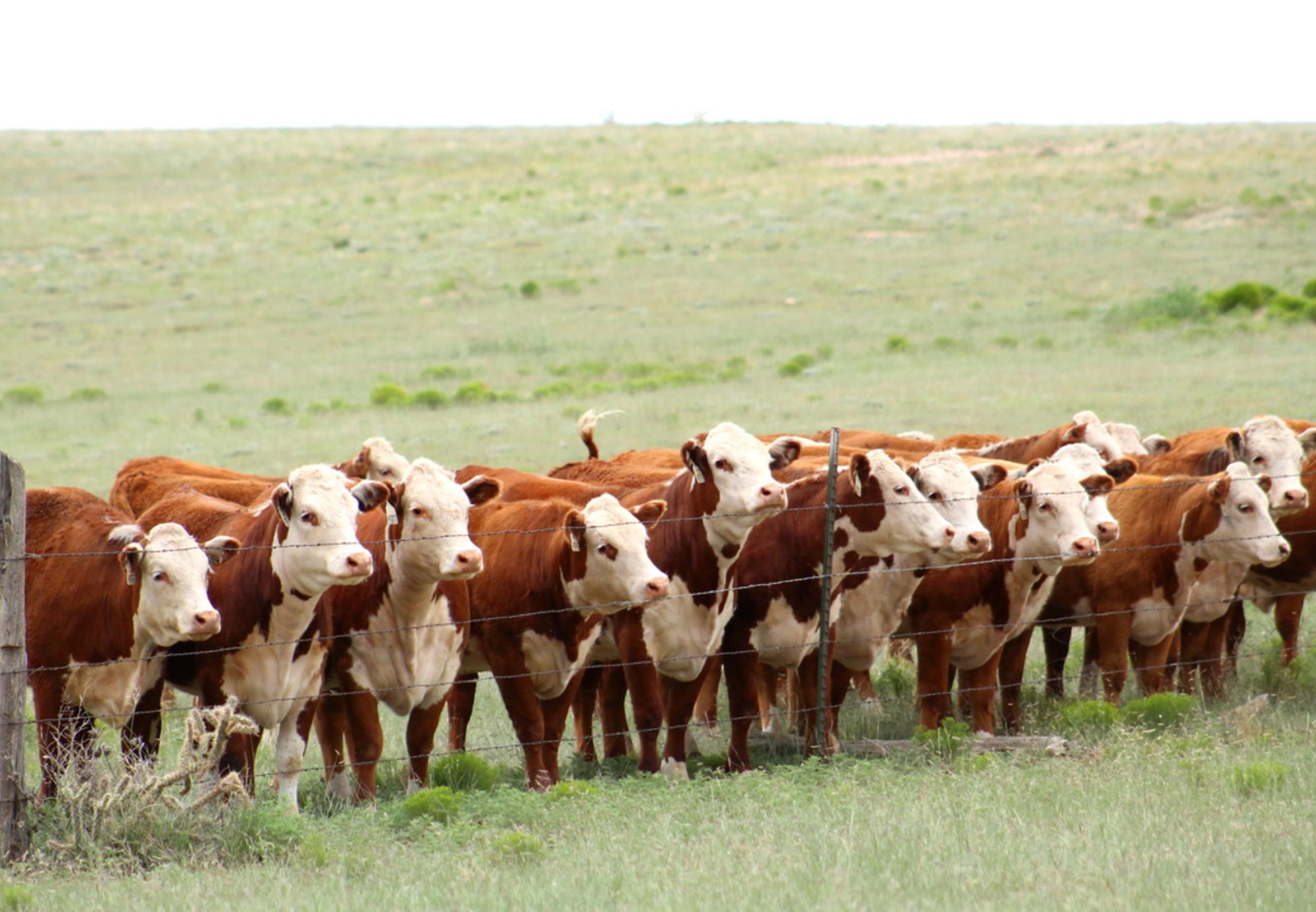 Hereford feedout rograms Offer Valuable Insight to Producers