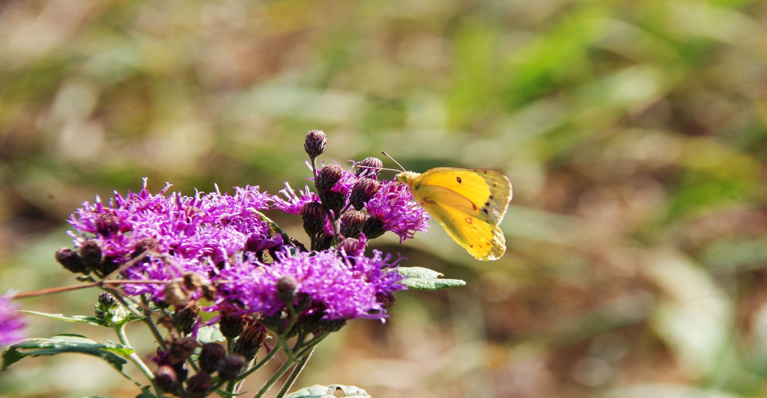 Ironweed problems and solution | Beef Magazine