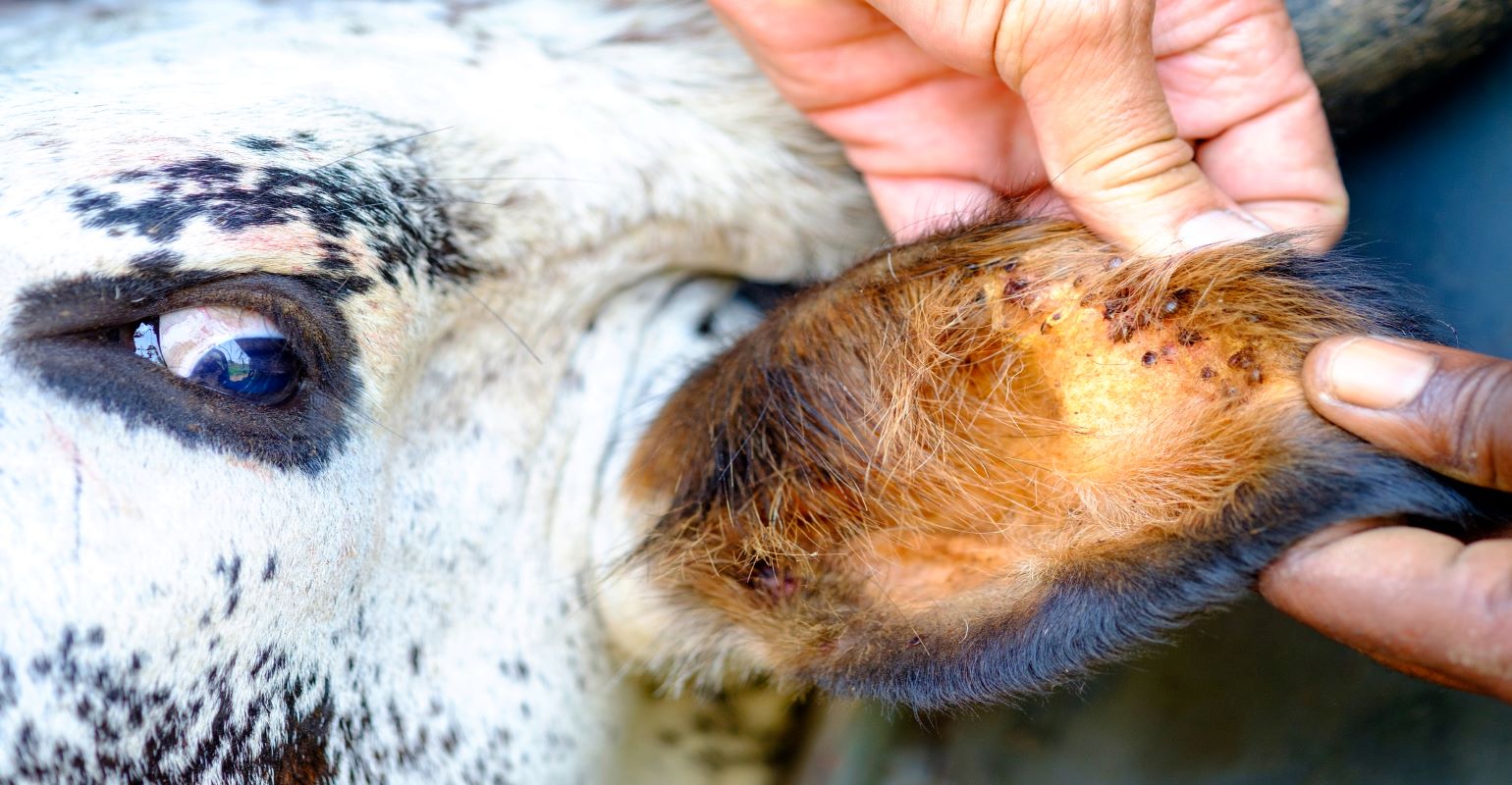 Webinar to Discuss Small Tick Causing Big Problems for Cattle