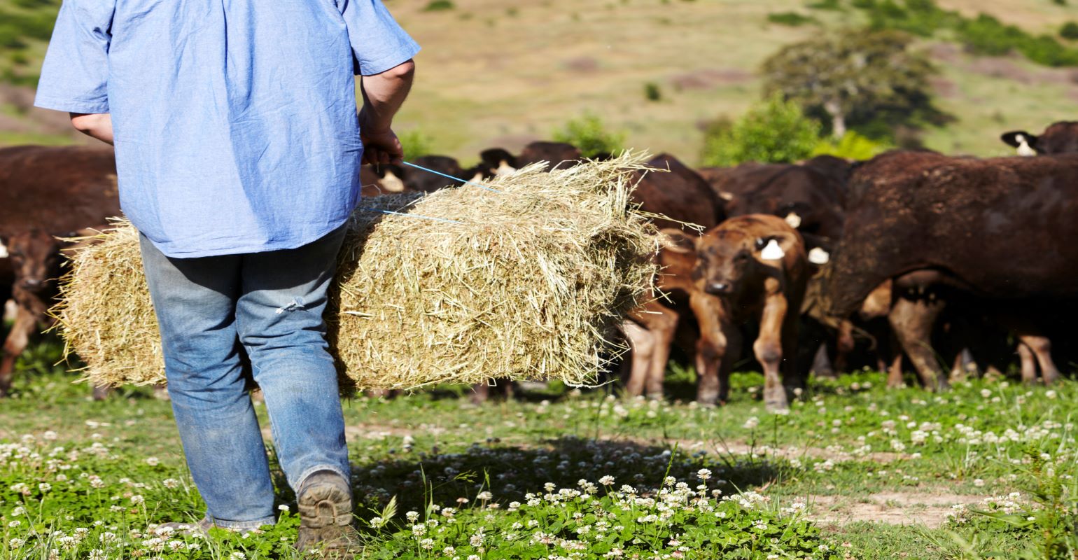 Using stockpiled forage to combat fuel prices