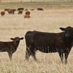 CoBank: Economic clouds gathering | Beef Magazine