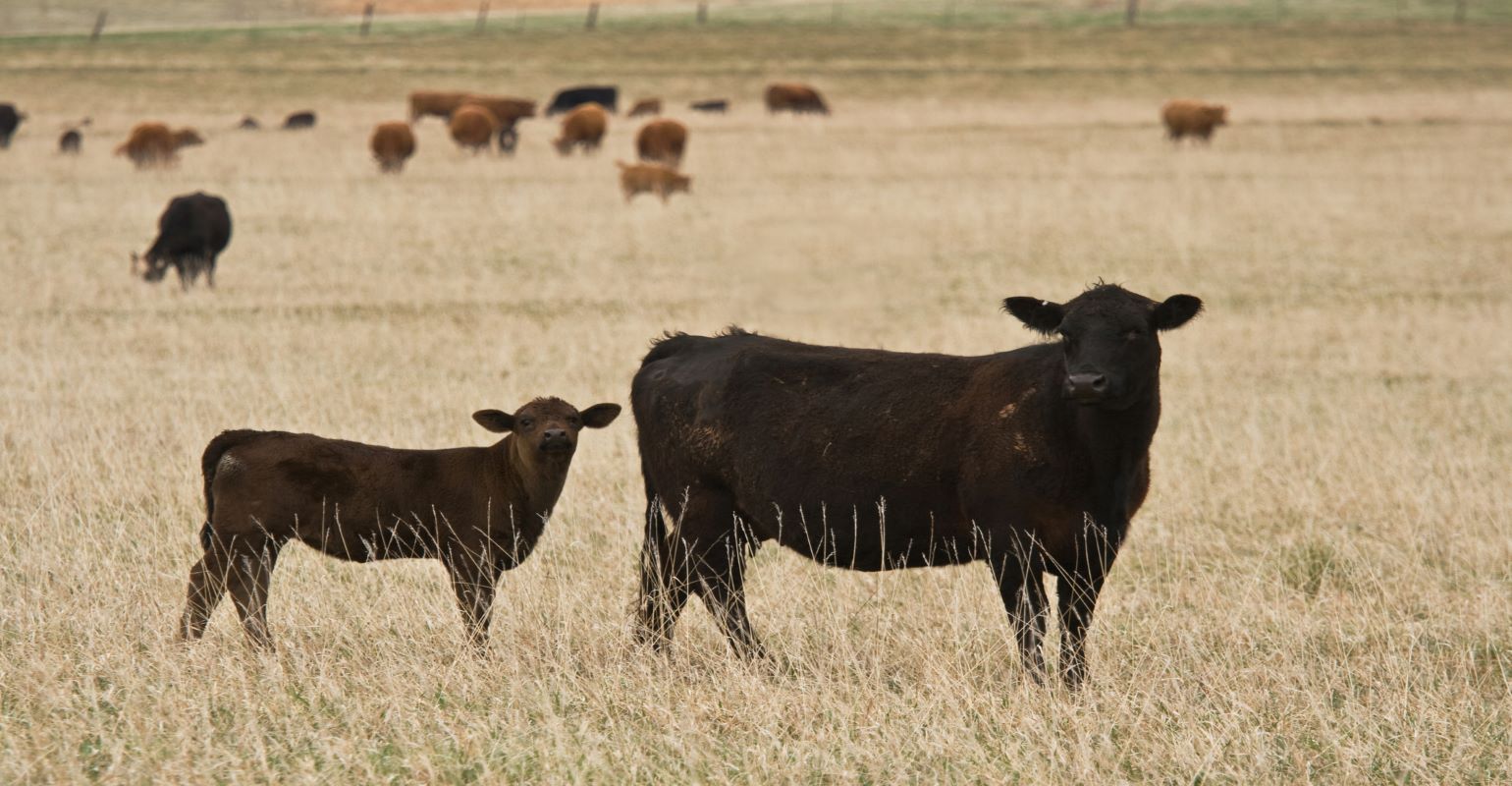 Benefits of Early Weaning Beef Calves