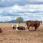 The importance of testing hay quality