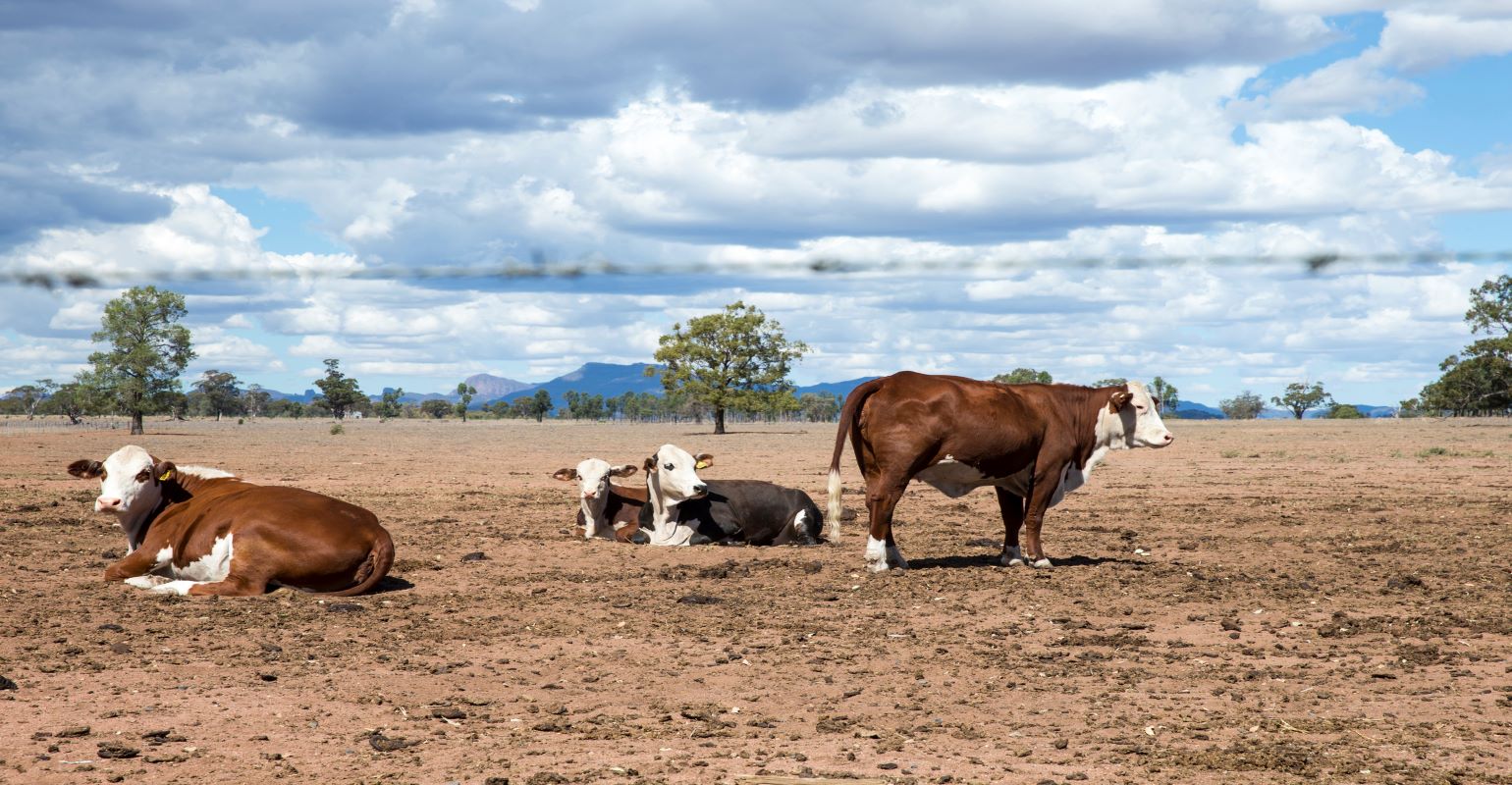 Drought impacts Advancing Rapidly | Beef Magazine