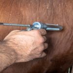 The importance of testing hay quality