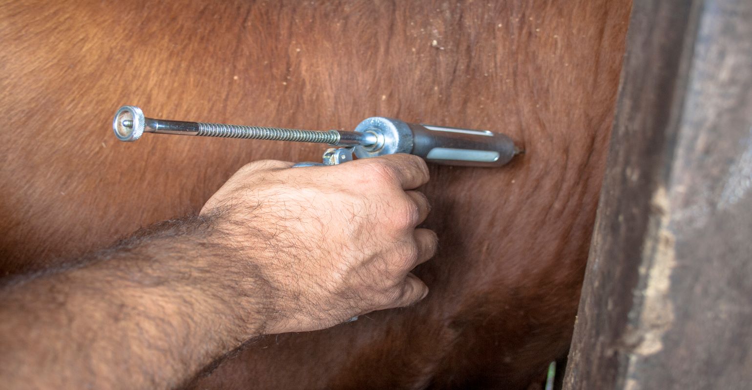 Anaplasmosis in cattle | Beef Magazine