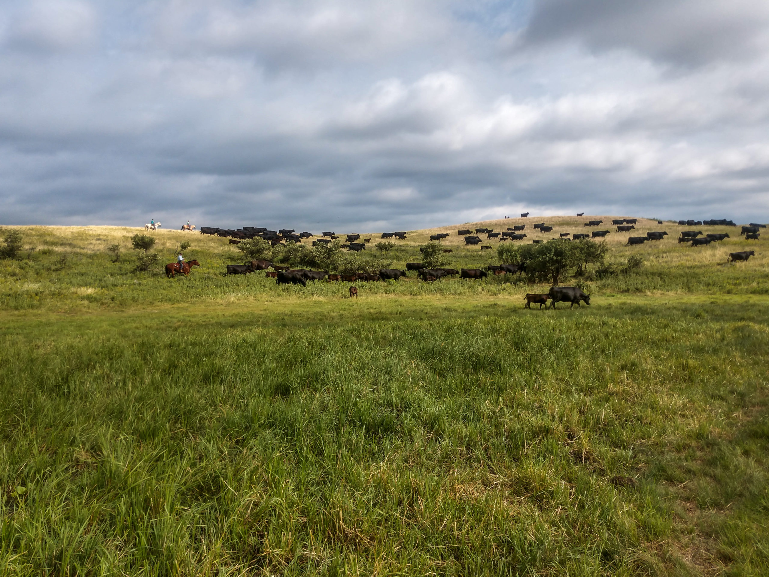 Two agencies working together to preserve working grasslands