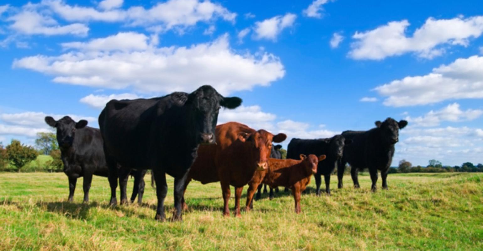 Cattle and beef markets 2022: The Second Half