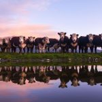 Counter-seasonal opportunity for | Beef Magazine