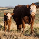 Virginia Tech completes $31 million construction of livestock centers