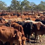 Bee industry to meet with Alannah MacTiernan to seek govt support | Farm Weekly