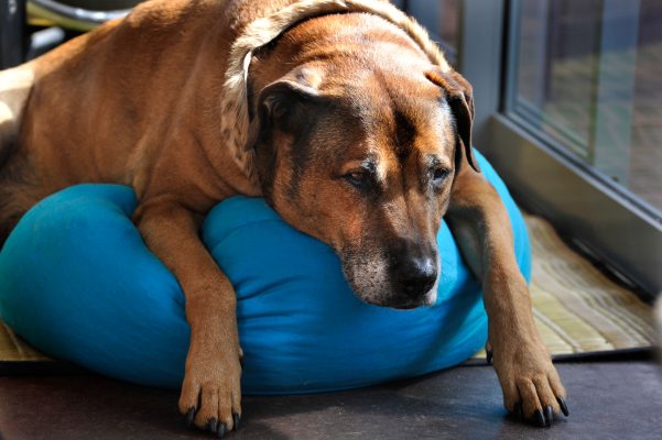 How to keep your dog healthy in a summer heatwave, by expert trainer Ben Randall