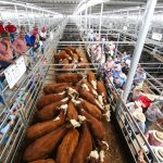 Nutrien claim double in Qld Young Auctioneer Competition