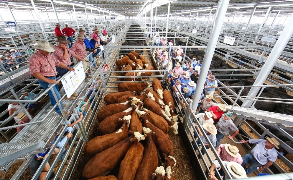 Is the current cattle price decline as alarming as it first appears?