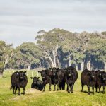 Depleted supply contributing strongly to young cattle price hike