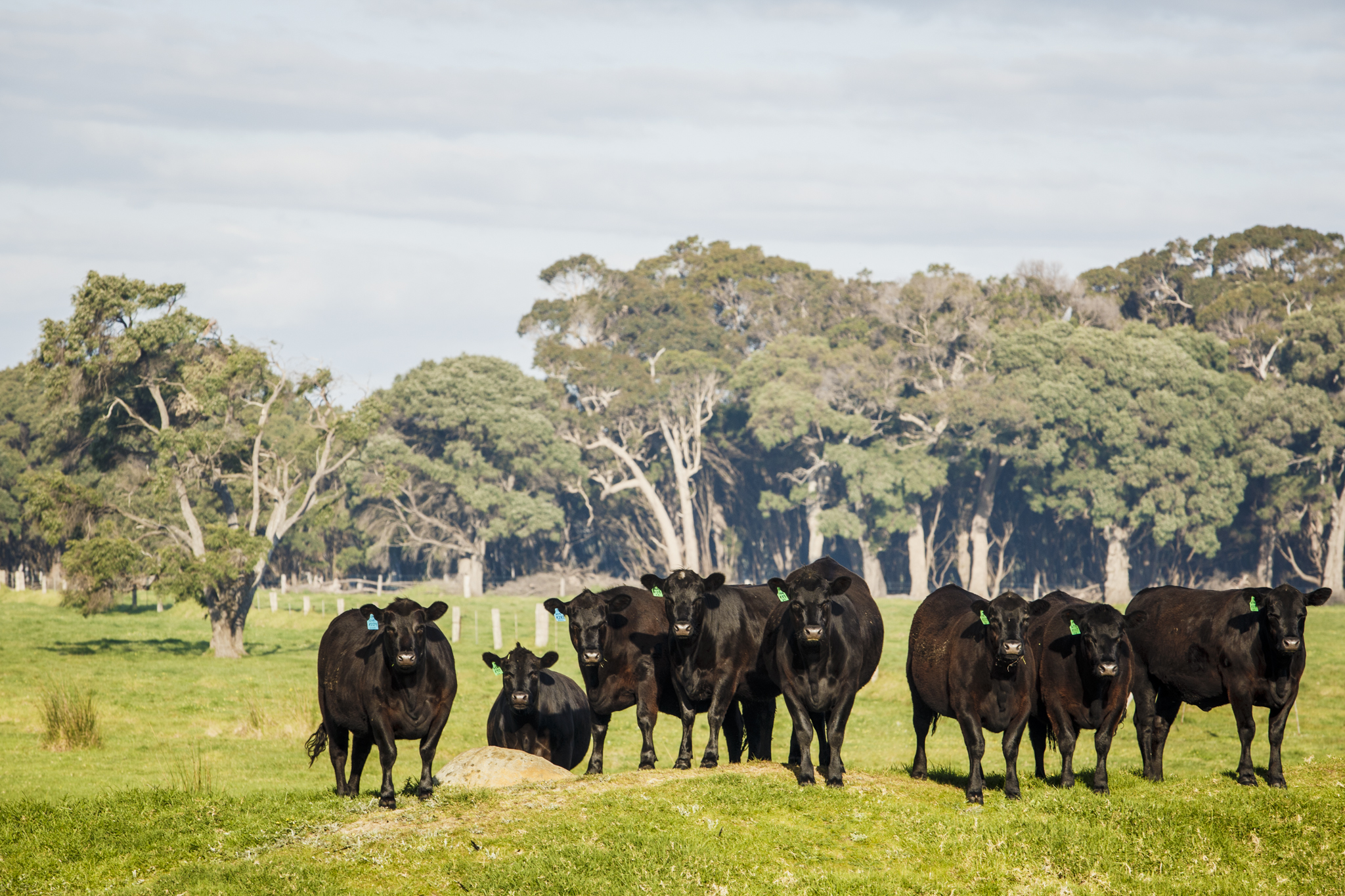 Feedback sought to make carbon farming more accessible