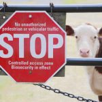 Queenslanders score national hay quality awards