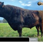 Weekly genetics review: Which way to swipe? The challenges of using photos in bull selection