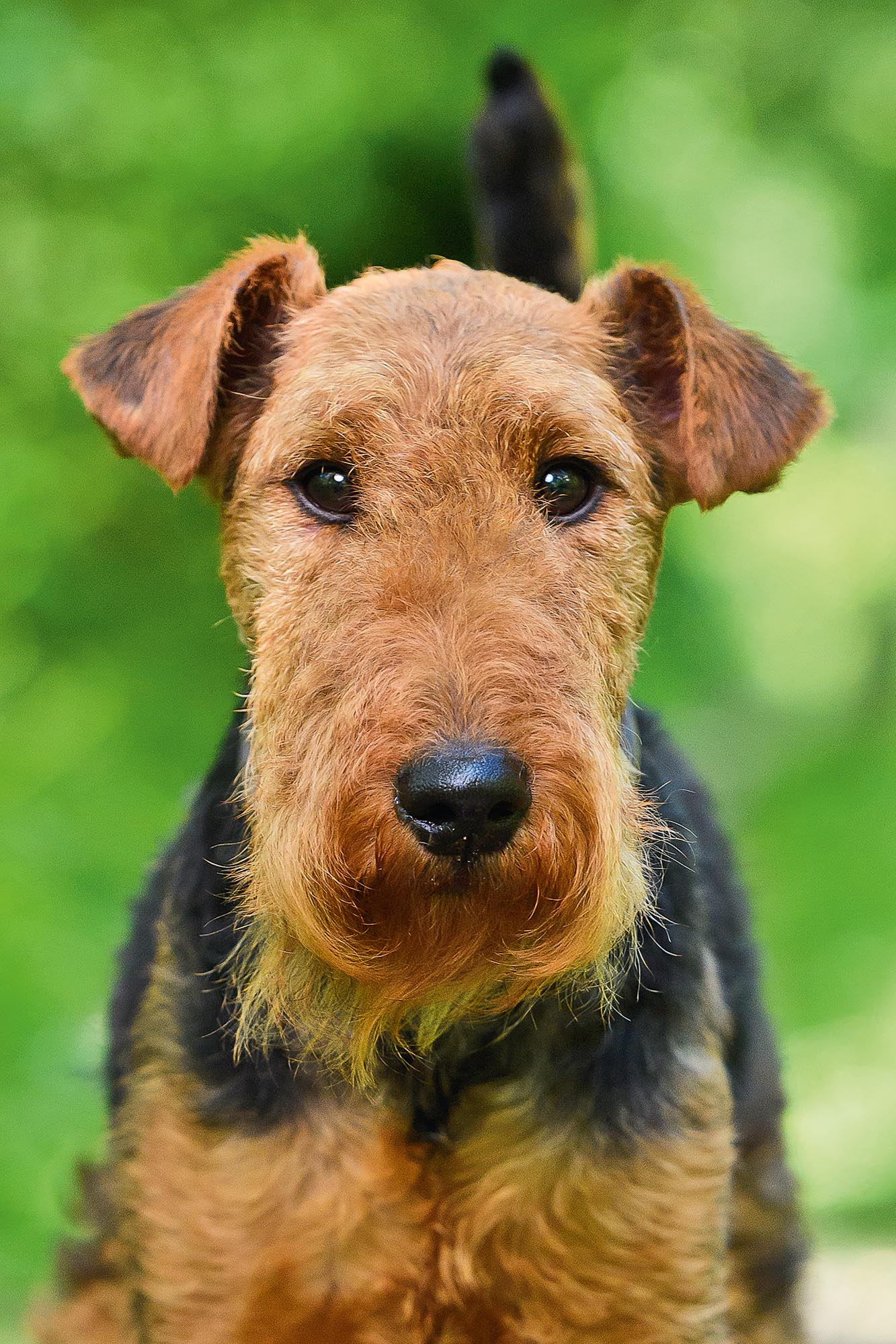 The wonderful Welsh terrier: Half the size, triple the fun