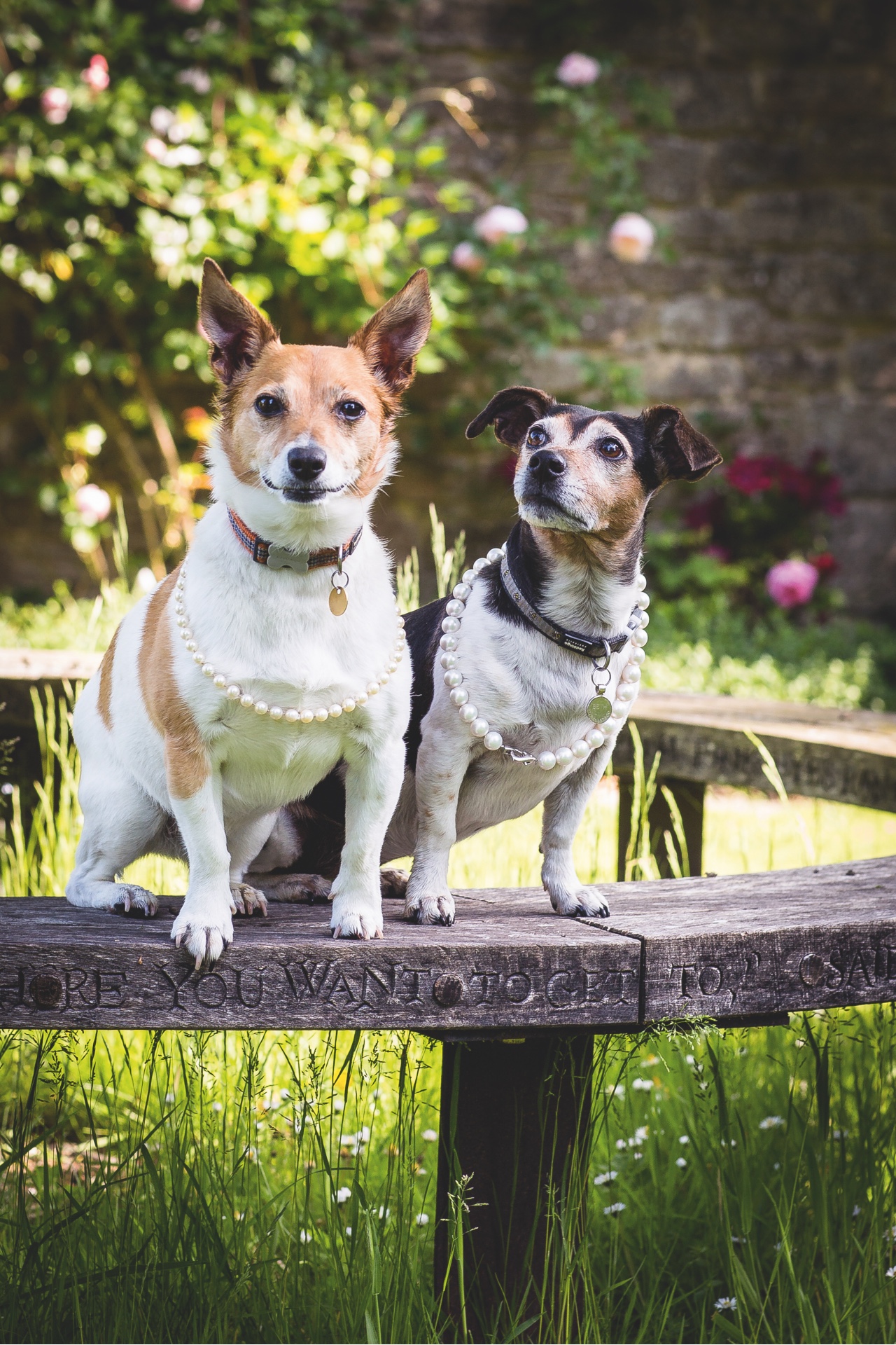 The Duchess of Cornwall’s rescue dogs adorn a royal frontispiece like you’ve never seen before