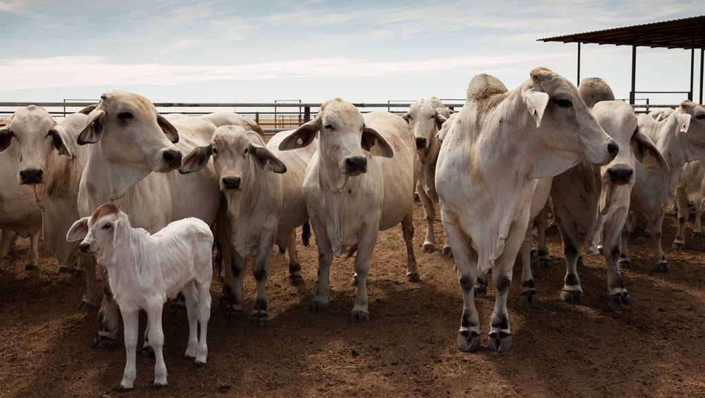 Brahman Ekka conference to explore future opportunities