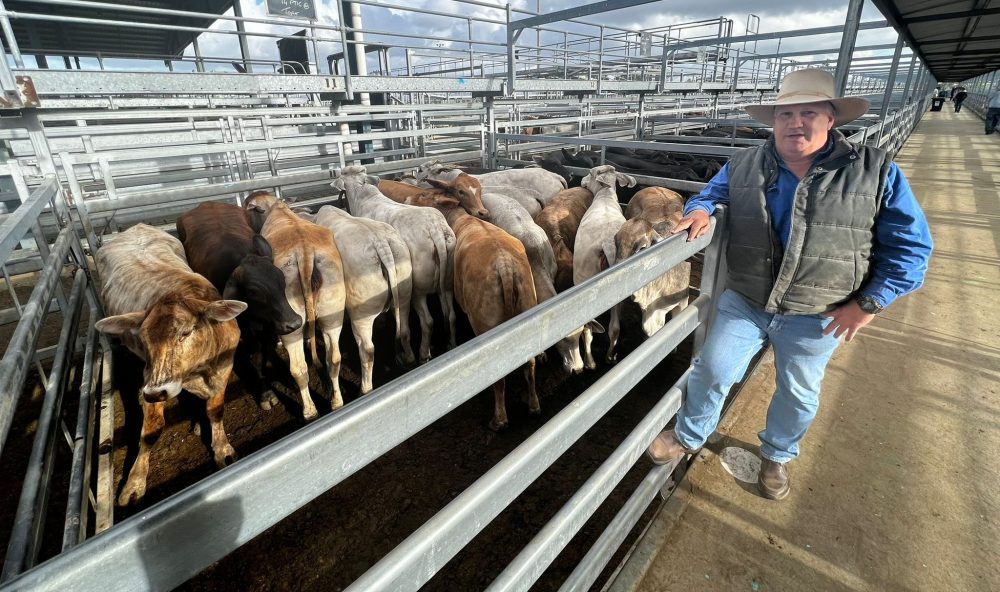 Weaners to 644c/kg at Gracemere