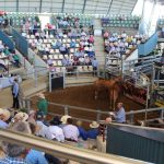 Forest Park Santas top the Barcoo Breeders Sale | Queensland Country Life