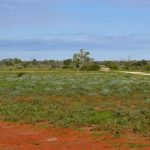 Umbearra Station in the Red Centre focuses on fertility, generational development and Red Angus | Photos