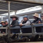 Australia’s FMD compensation package contains ‘major flaws’