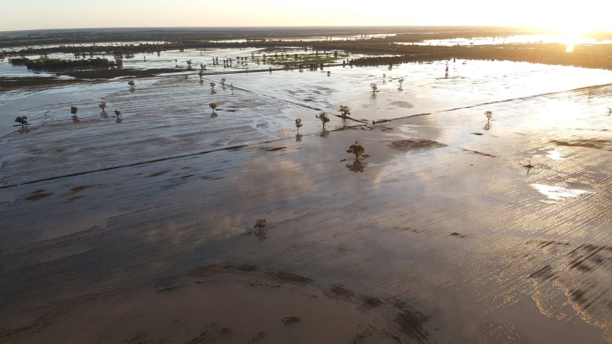 Feedgrain Focus: Wet weather hits market confidence