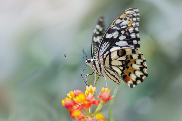 How to make a ‘butterfly cocktail’ which will help attract butterflies to your garden