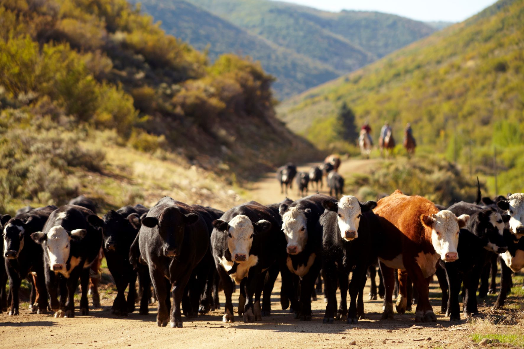 Colorado Department of Agriculture confirms cases of anthrax